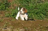 PTIT BASSET GRIFFON V.  005
